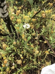 Dimorphocarpa candicans