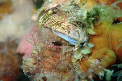 Image of Austromegabalanus psittacus