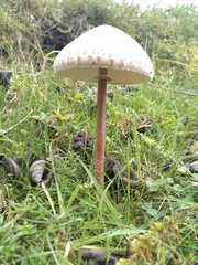 Macrolepiota colombiana
