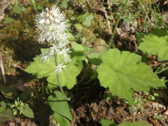 Tiarella stolonifera