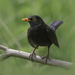 Eurasian Blackbird - Photo (c) caroline legg, some rights reserved (CC BY)