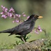 Eurasian Blackbird - Photo (c) Luiz Lapa, some rights reserved (CC BY)