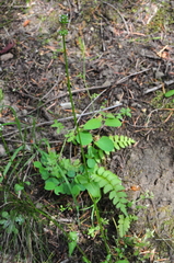 Plectritis congesta brachystemon