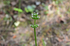 Plectritis congesta brachystemon