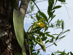 Image of Vanilla phaeantha