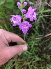 Physostegia pulchella