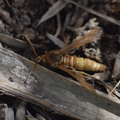 Paranthrene robiniae