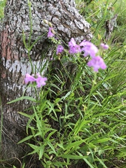 Physostegia pulchella