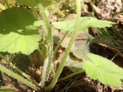 Tiarella stolonifera