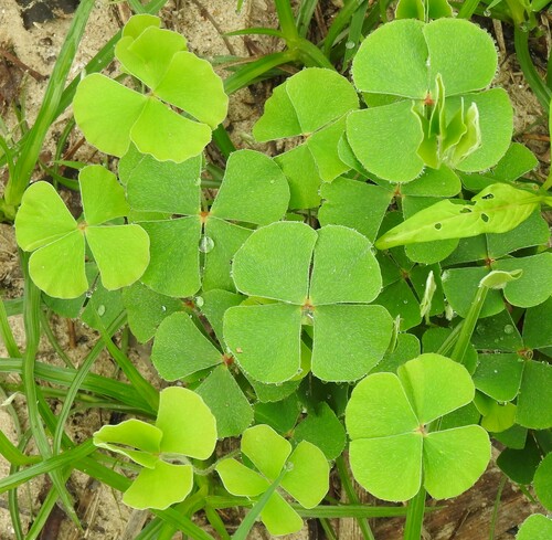 Marsilea macropoda, photograph 6