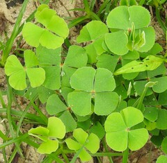 Marsilea macropoda, photograph (c) saltyhiker, some rights reserved (CC BY)