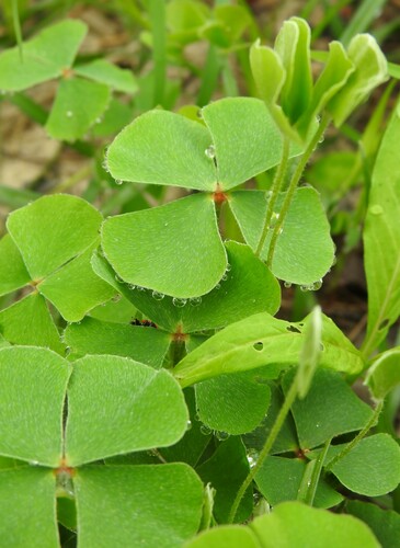 Image of Marsilea macropoda by (c) saltyhiker, some rights reserved (CC BY)