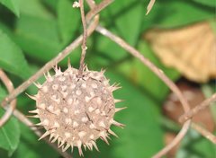 Byttneria grandifolia