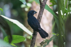 Cyanoloxia cyanoides