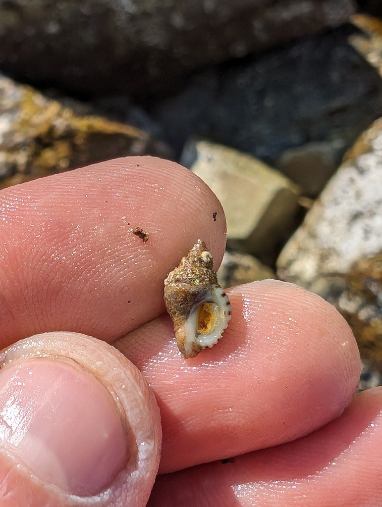 Graceful Rocksnail
