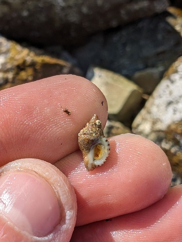 Graceful Rocksnail