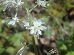 Tiarella stolonifera