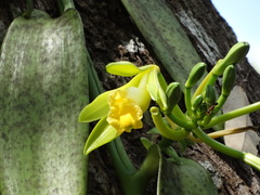 Vanilla phaeantha