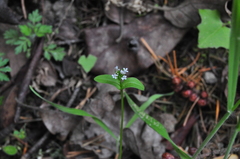 Plectritis congesta brachystemon
