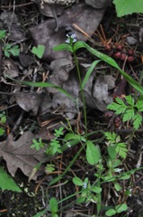 Plectritis congesta brachystemon
