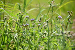 Praxelis clematidea