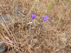 Brodiaea elegans elegans
