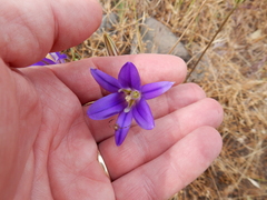 Brodiaea elegans elegans