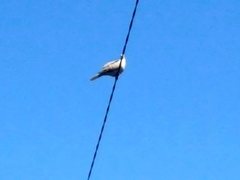 Streptopelia decaocto