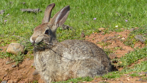 iNaturalist observation photo of Desert Cottontail