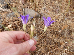 Brodiaea elegans elegans