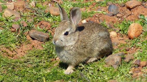 iNaturalist observation photo of Desert Cottontail