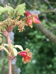 Andricus grossulariae