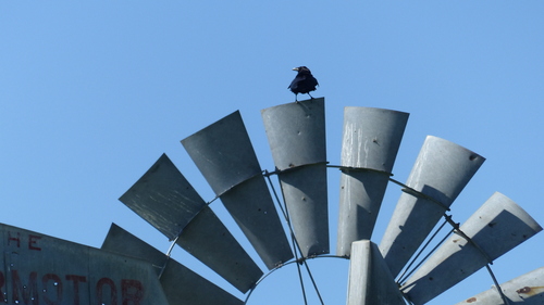 iNaturalist observation photo of Common Raven