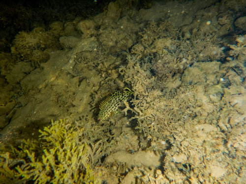 Butterfish (Epinephelus adscensionis) — Serranidae — 3