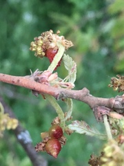 Andricus grossulariae