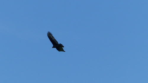 iNaturalist observation photo of Turkey Vulture