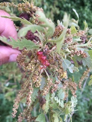 Andricus grossulariae