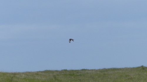 iNaturalist observation photo of Northern Harrier