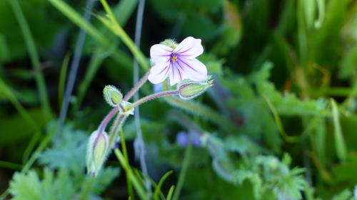 iNaturalist observation photo of Mediterranean Stork's-bill