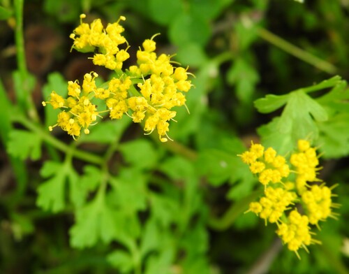 Image of Tauschia texana by (c) saltyhiker, some rights reserved (CC BY)