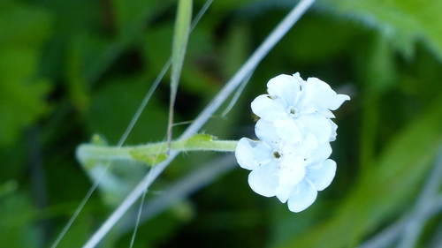 iNaturalist observation photo of Popcornflowers