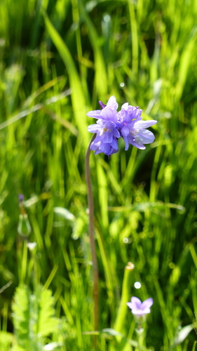 iNaturalist observation photo of blue dicks