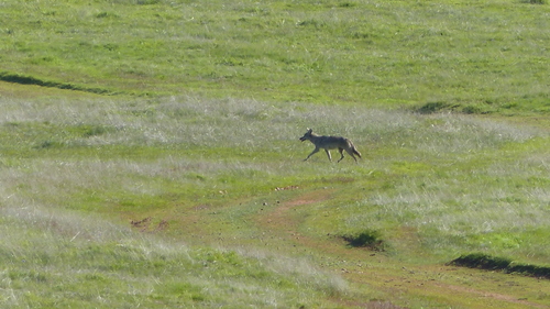 iNaturalist observation photo of Coyote