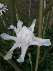 Etlingera