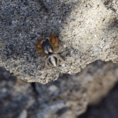 Habronattus icenoglei