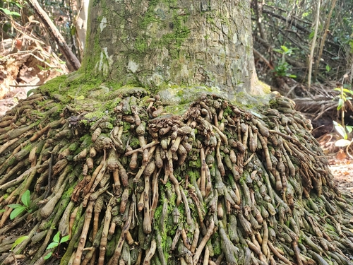 Cuban royal palm (Roystonea regia)