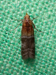 Moodna pallidostrinella
