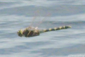 Florida Cruiser photo 4