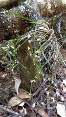 Scaphyglottis fasciculata