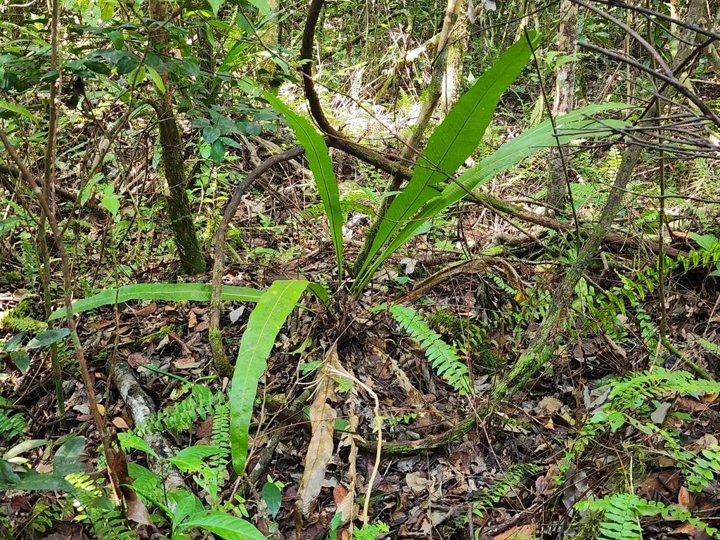 Long strapfern from Florida City, FL 33034, USA on March 11, 2024 at 10